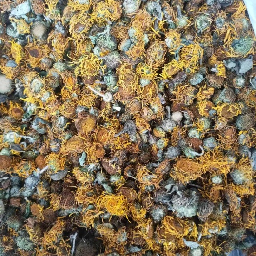 旋覆花，贵州毕节，产地直发，量大价优！