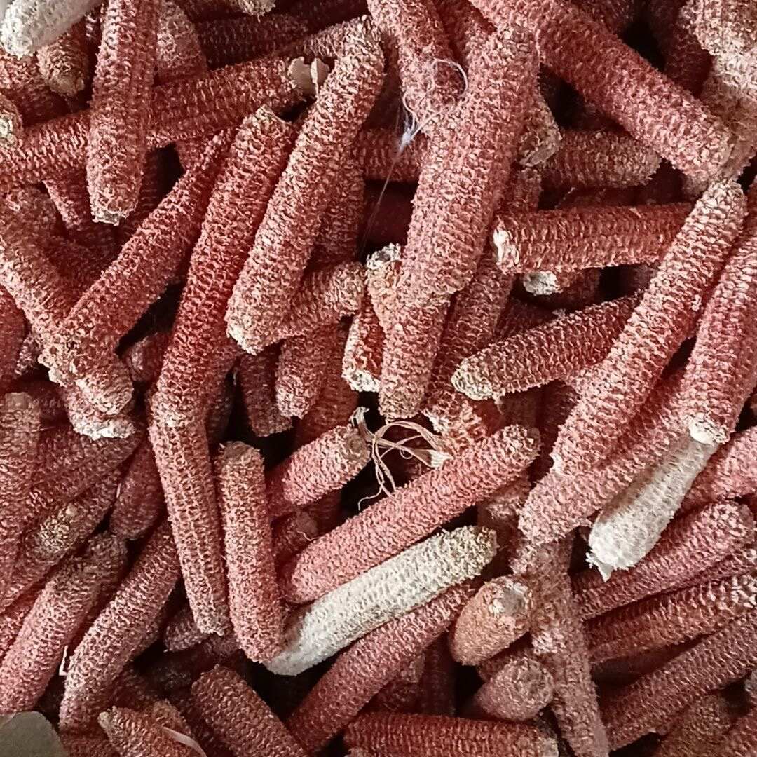 灵寿县玉米芯全国可发货量大价优