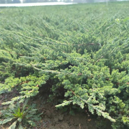 沭阳县出售铺地柏 沙地柏长度25-40公分大量 基地直销批发价