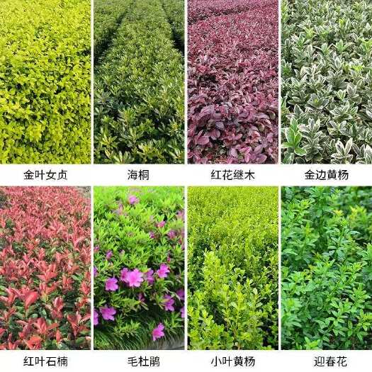 沭阳县红叶石楠红花继木小苗迎春花毛杜鹃苗瓜子黄杨灌木色块绿化工程苗
