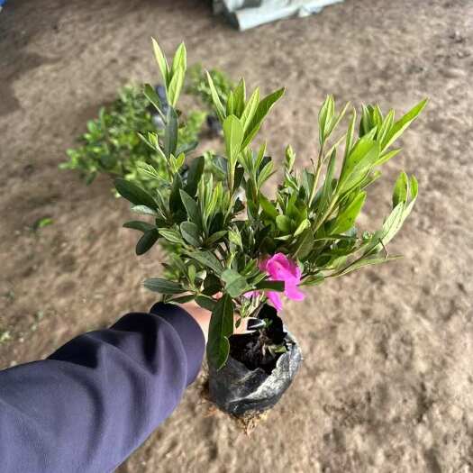 沭阳县出售 毛娟小苗高度30-40公分基地直 销批发价