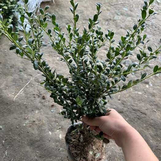 龟甲冬青小苗杯苗高度30-40 苗圃低价出售 基地直销