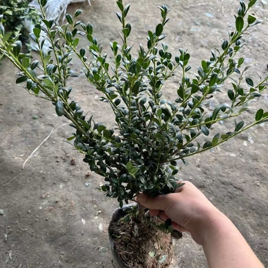 沭阳县龟甲冬青小苗杯苗高度30-40 苗圃低价出售 基地直销