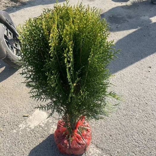 洒金柏小苗 基地自产自销产地 价格便宜 成活率好高40-60
