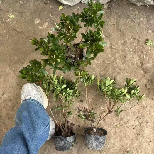 沭阳县出售 夏娟小苗高度25-35基地直销 苗圃最低价