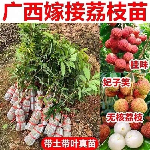 元江县【热卖】广西灵山无核嫁接荔枝苗水果苗带土发货量大批发一手货源