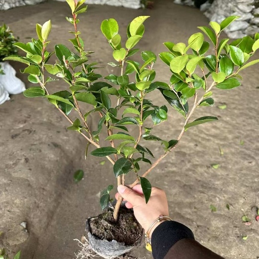 茶梅小苗 基地自产自销价格便宜成活率好40-50高茶梅大杯苗
