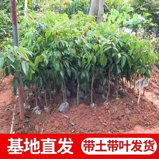 北海【热卖】广西荔枝苗无核妃子笑三月红糯米糍荔枝苗带土带叶果树苗