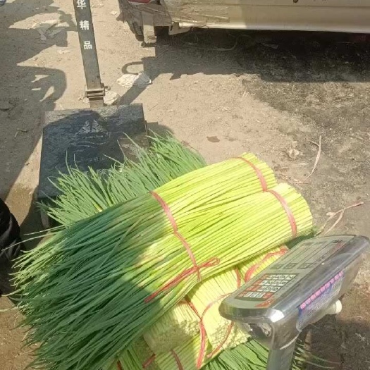 中牟产区，红帽蒜薹，大量上市￼