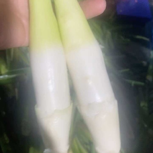 精品茭白 电商货 市场 货商超货