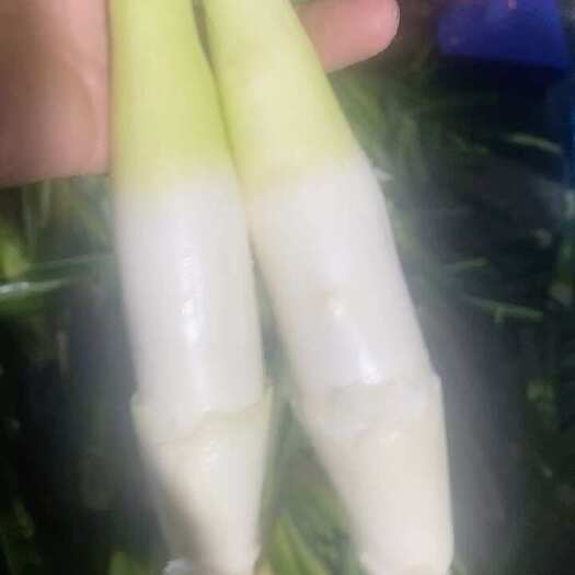 苏州精品茭白 电商货 市场 货商超货