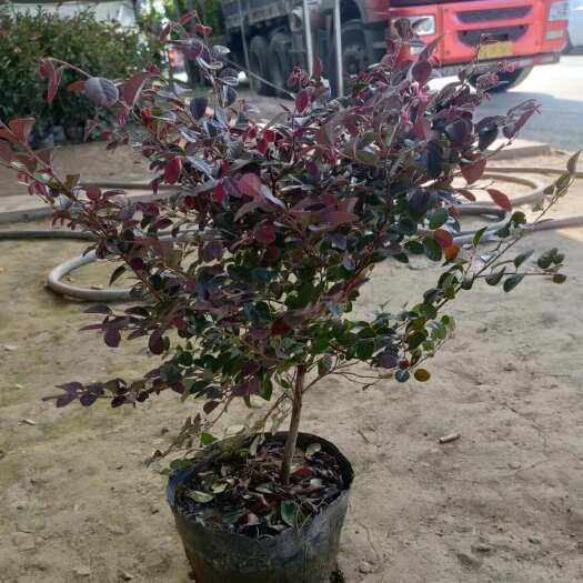 沭阳县红花继木小苗 自产自销 一手货源 低阶出售杯苗 成活率好