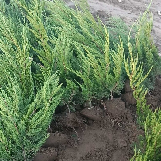 沭阳县小龙柏 基地自产自销 价格便宜 成活率好高度40-60龙柏苗