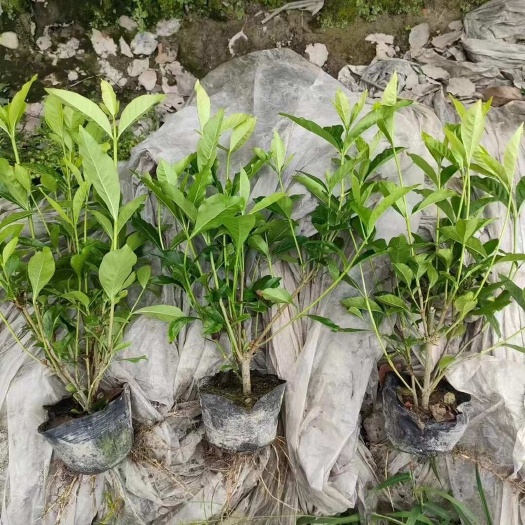 栀子花小苗 基地自产自销 成活率好 价格便宜小叶栀子大叶栀子