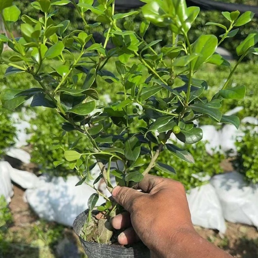 沭阳县无刺枸骨小苗杯苗高度30-40苗 圃批发价 产地货源