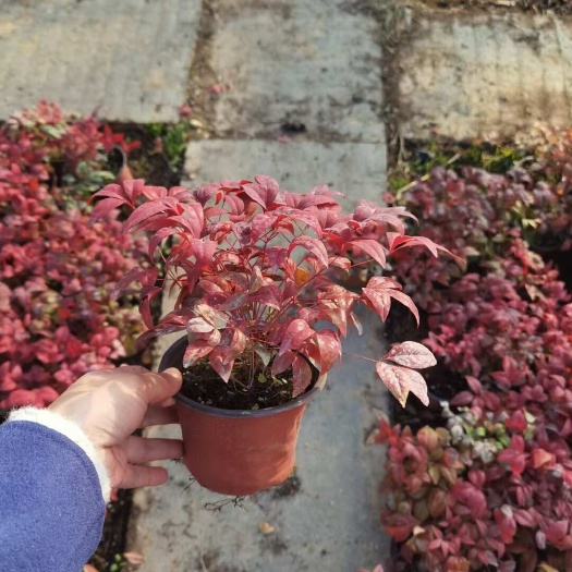 火焰南天竹 基地直销 价格低廉 批发价 园林庭院植物