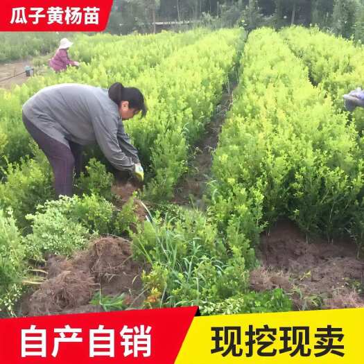 沭阳县小叶瓜子黄杨树苗工程绿化庭院花坛篱笆植物四季常青黄杨球冬青苗