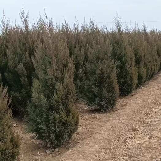 沭阳县蜀侩 基地自产自销 价格便宜 高度1米1.2米1.5米侩柏苗