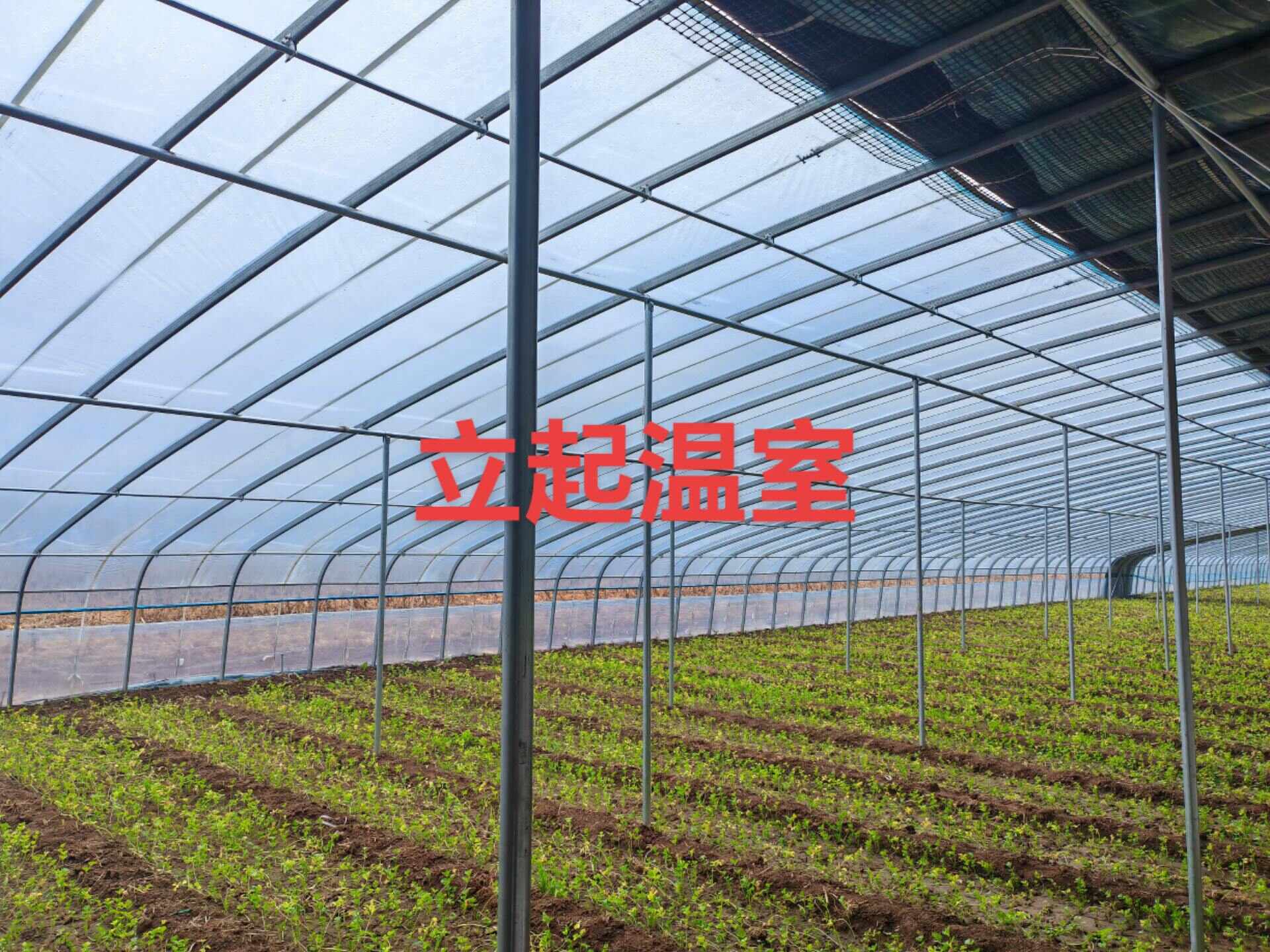 天津大棚 蔬菜大棚 种植大棚 钢管生产基地 厂家直销