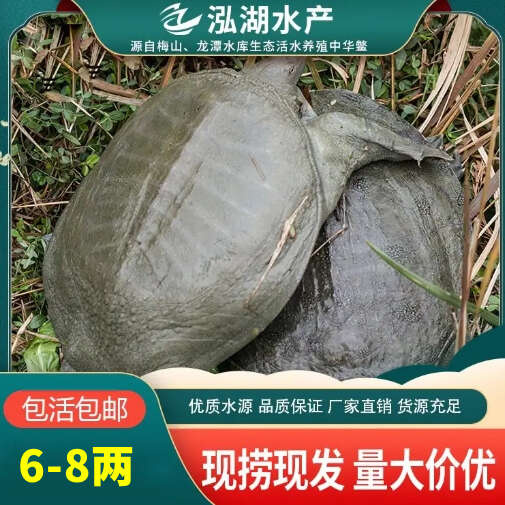 惠农严选-【包邮包活】6-8两中华鳖小甲鱼鲜活水产量大价优