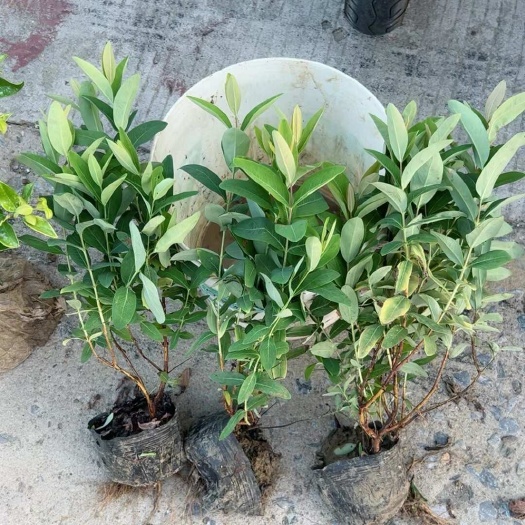 苗圃出售  金丝桃小苗 杯苗基地直销价格低廉