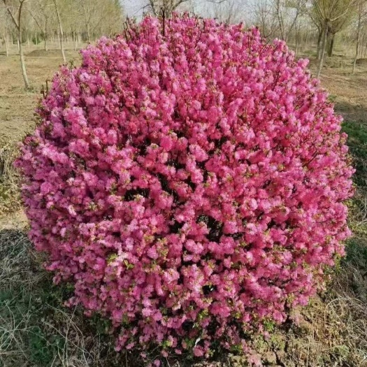 出售 丛生榆叶梅榆冠幅60-1.5米 叶梅基地直销批发价