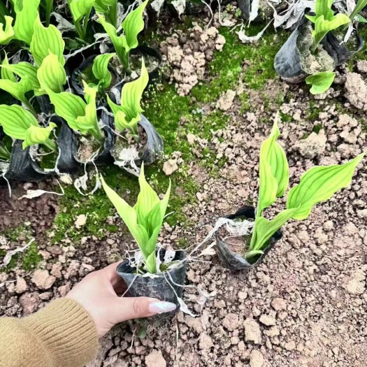 玉簪小苗 基地自产自销 批发价 成活率好 花叶玉簪青叶玉簪花