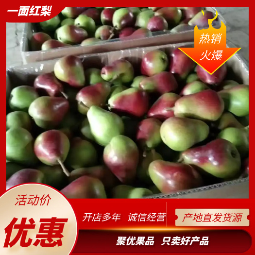 一面红梨 伏梨～市场超市长期抢购，产地一手货源，价格美丽，农