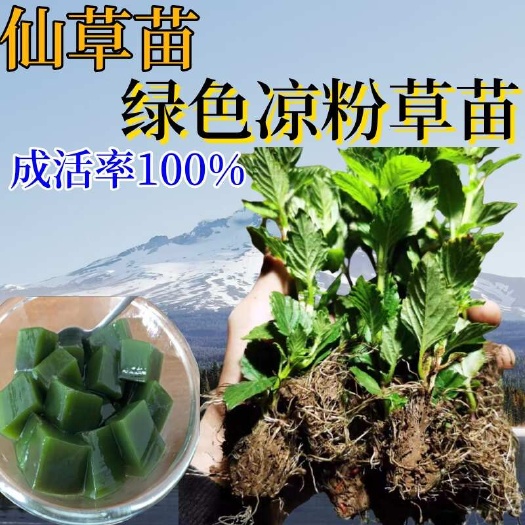 武平县高胶仙草苗凉粉草苗潮汕草粿草苗