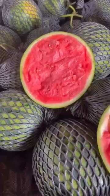 勐海县精品无籽美都麒麟瓜大量上市，产地直发，头茬无籽西瓜，保证质量