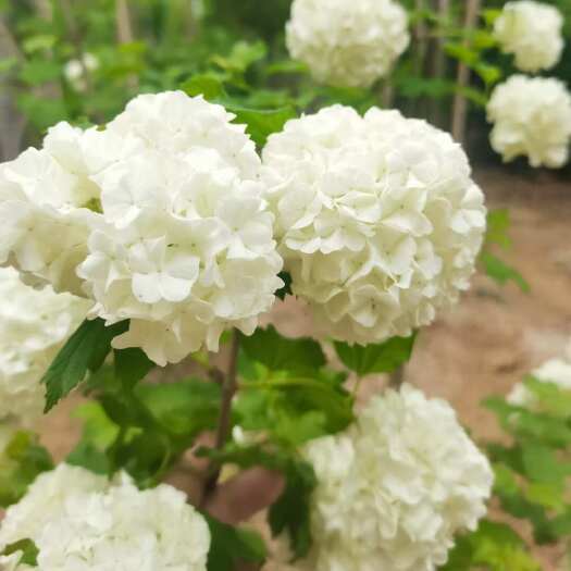 沭阳县中华木绣球 斗球 丛生绣球 单杆绣球规格齐全批发价格