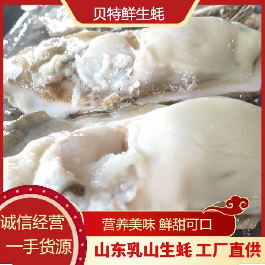 乳山市【乳山生蚝】产地直发 流通上7+8+9+ 肥度饱满 三倍体