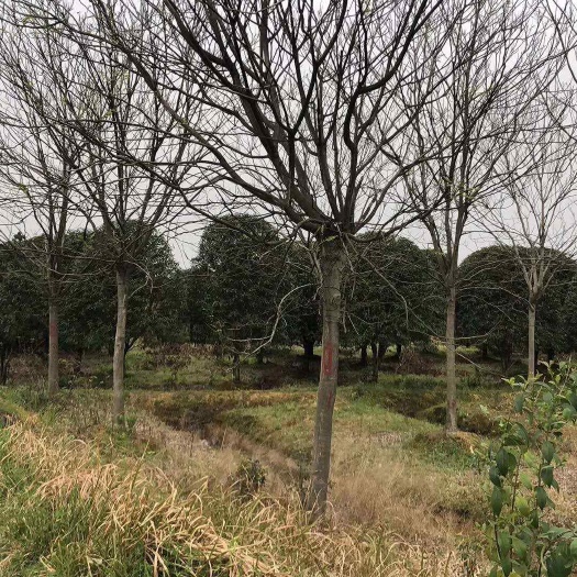 金华金华金东区供应无患子树苗基地直发支持订货
