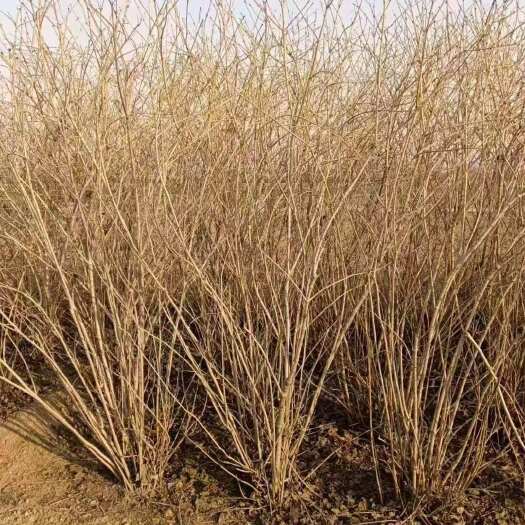 丛生天目琼花 高度1米 1.5米 2米 规格齐全 基地批发价