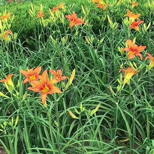 沭阳县大花萱草 基地自产自销 价格便宜 多年生宿根花卉金娃娃萱草