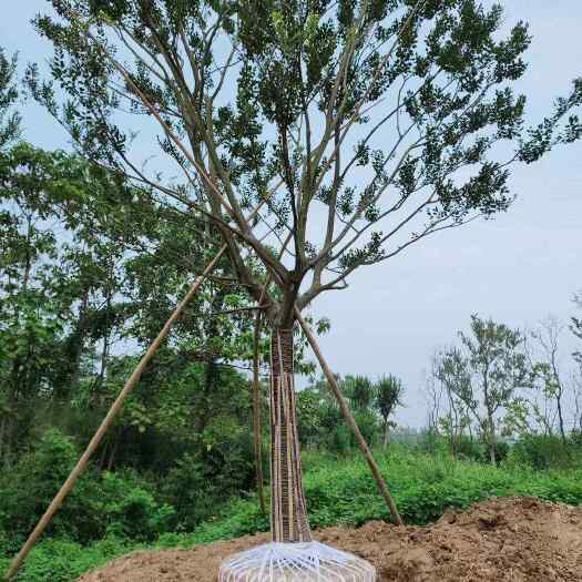 金华金华朴树苗基地直供 乔木绿化苗木 批发价格优惠