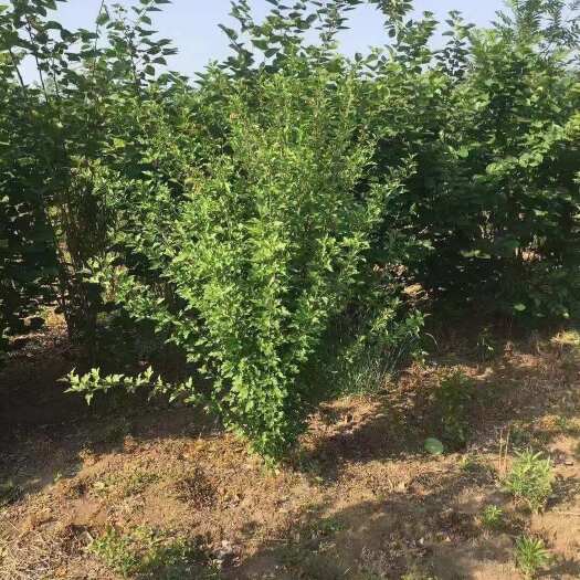 出售木槿小苗 丛生木槿规格齐全 基地批发价
