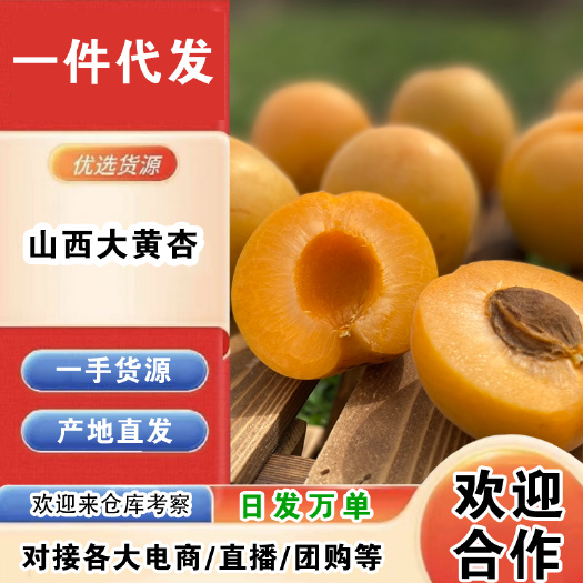 万荣县山西大黄杏一件代发产地直发一手货源对接各大电商平台