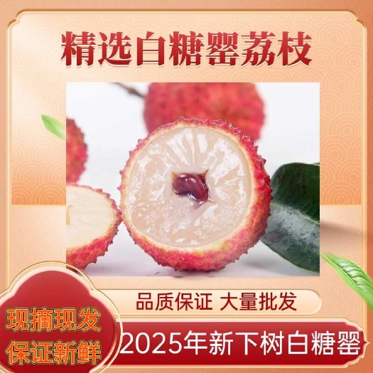 高州市广东茂名高州新鲜桂味白糖罂荔枝应季现摘现发荔枝批发大量