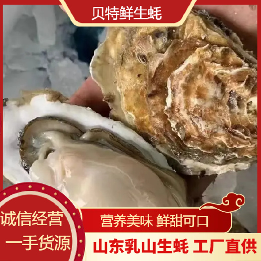 乳山市【乳山生蚝】产地直发 流通2+3+4+三倍体 肥度高 中薄壳