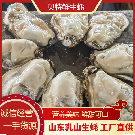 乳山市【乳山生蚝肉】生蚝肉，乳山生蚝，肥度高，口感鲜甜