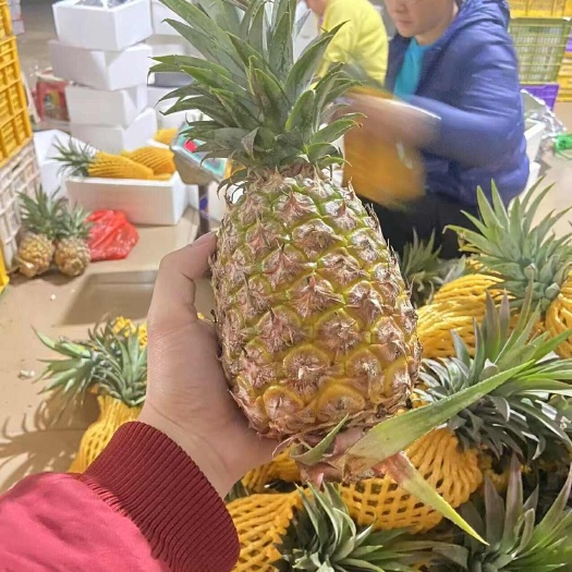 海口现货海南金钻凤梨当季特产新鲜水果可手撕凤梨