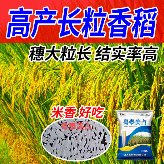 长沙国审高端优质长粒抗倒伏浓香型【粤泰美占】