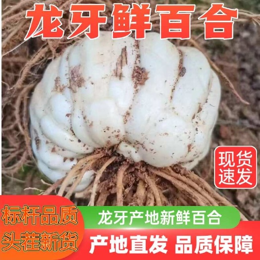 湖南龙山特产新鲜百合食用食补百合现挖无硫微苦农家自种白合
