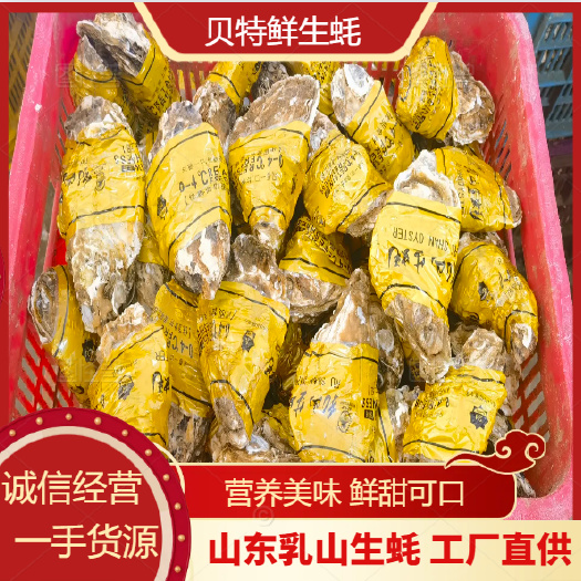 乳山市【乳山精品生蚝】产地直发 流通精2+2.5+ 三倍体 中薄壳
