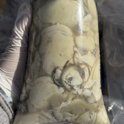 连云港新鲜现剥生蚝肉