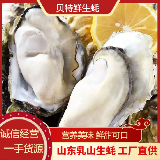 乳山市【乳山精品生蚝】产地直发 流通精1+1.5+肥度高 中薄壳