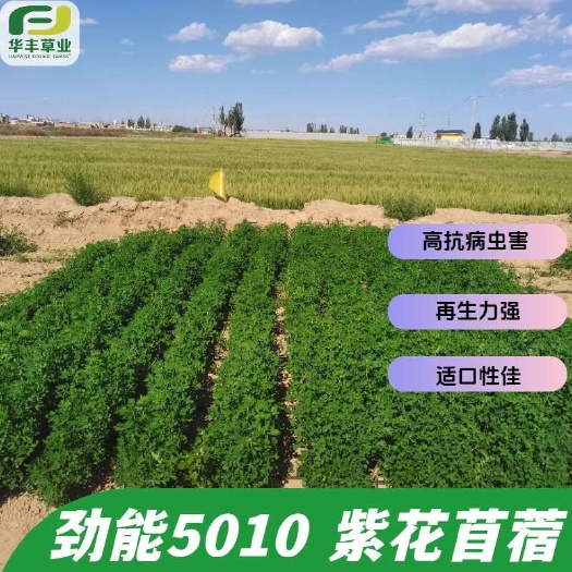 劲能5010紫花苜蓿高抗病虫害再生力强适口性佳年割4-6次