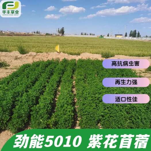 郑州劲能5010紫花苜蓿高抗病虫害再生力强适口性佳年割4-6次
