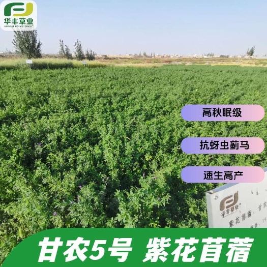 甘农5号紫花苜蓿 - 高秋眠级 抗蚜虫蓟马 速生高产